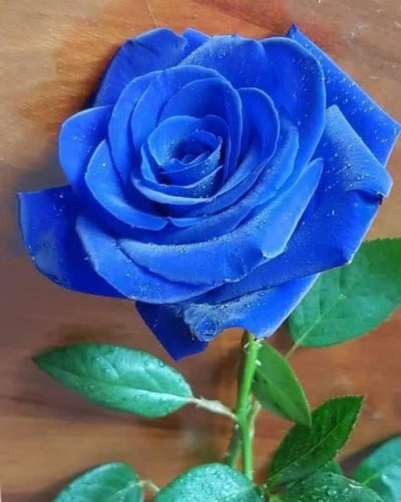 Supreme Rose Bush Flower seeds for Planting Cottage Garden Essential Heirloom & GMO Free Seeds for Home GardeN