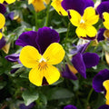 Violet Yellow Pansy Flower seeds for Planting Bright Blooms, Heirloom & GMO Free Seeds for Home Garden seeds for planting