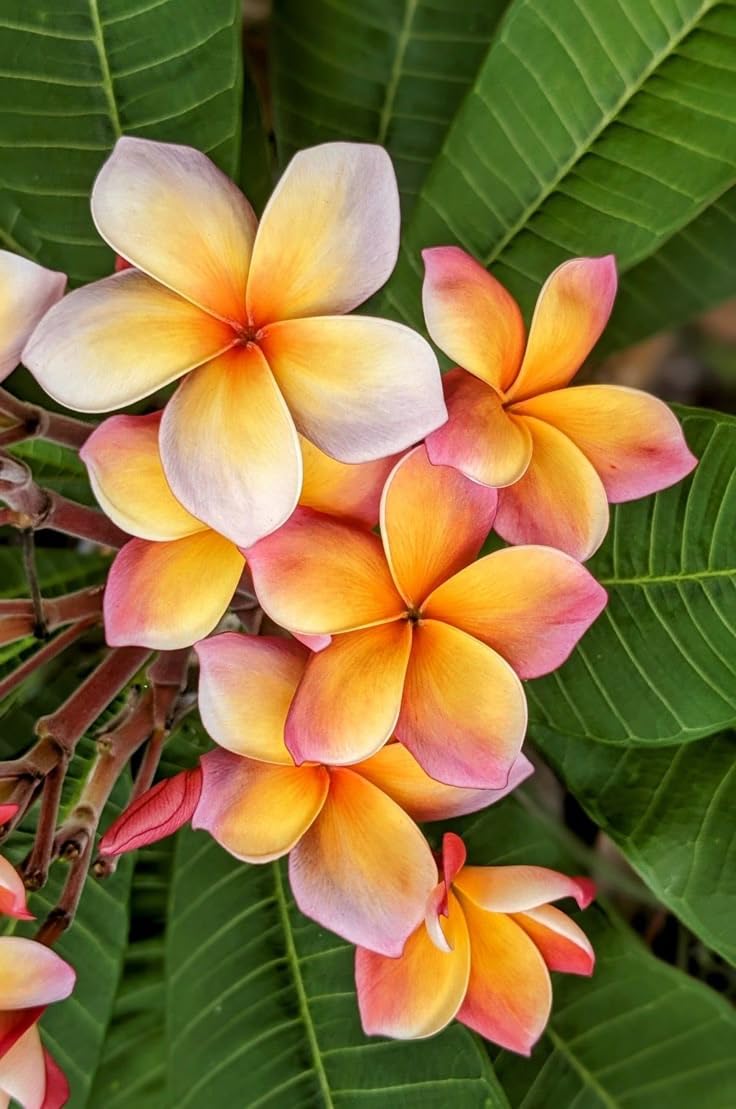 Premium Orange Frangipani Flower seeds for Planting Garden Favorite, Heirloom & GMO Free Seeds for Home Garden seeds