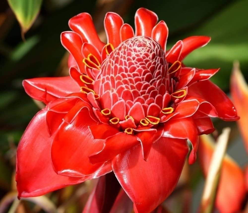 Etlingera (Etlingera Elatior) seeds for planting in home garden