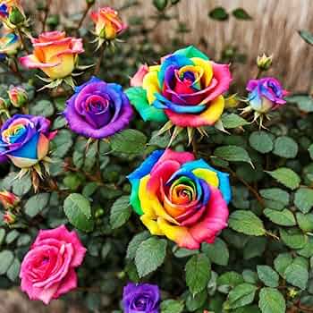 Premium Multicolor Rose Flower seeds for Planting Cottage Garden Essential, Heirloom & GMO Free Seeds for Home Garden seeds