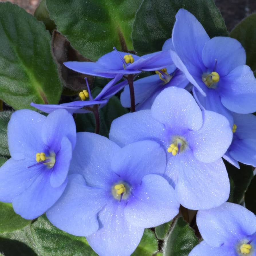 Sky Blue Saintpaulia Flower seeds for Planting Easy to Grow, Heirloom & GMO Free Seeds for Home Garden vegetable and garden seeds