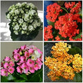 Multi Color Kalanchoe Flower seeds for Planting Bright Blooms, Heirloom & GMO Free Seeds for Home Garden seeds for planting