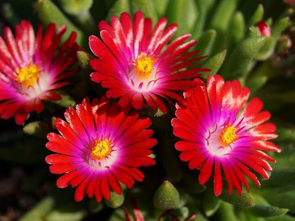 Delosperma Carmine Red Flower seeds for Planting Fragrant Blossoms Heirloom & GMO Free Seeds for Home Garden