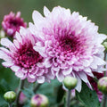 Pink White Chrysanthemum Flower seeds for Planting Drought Tolerant, Heirloom & GMO Free Seeds for Home Garden Sale seeds for planting