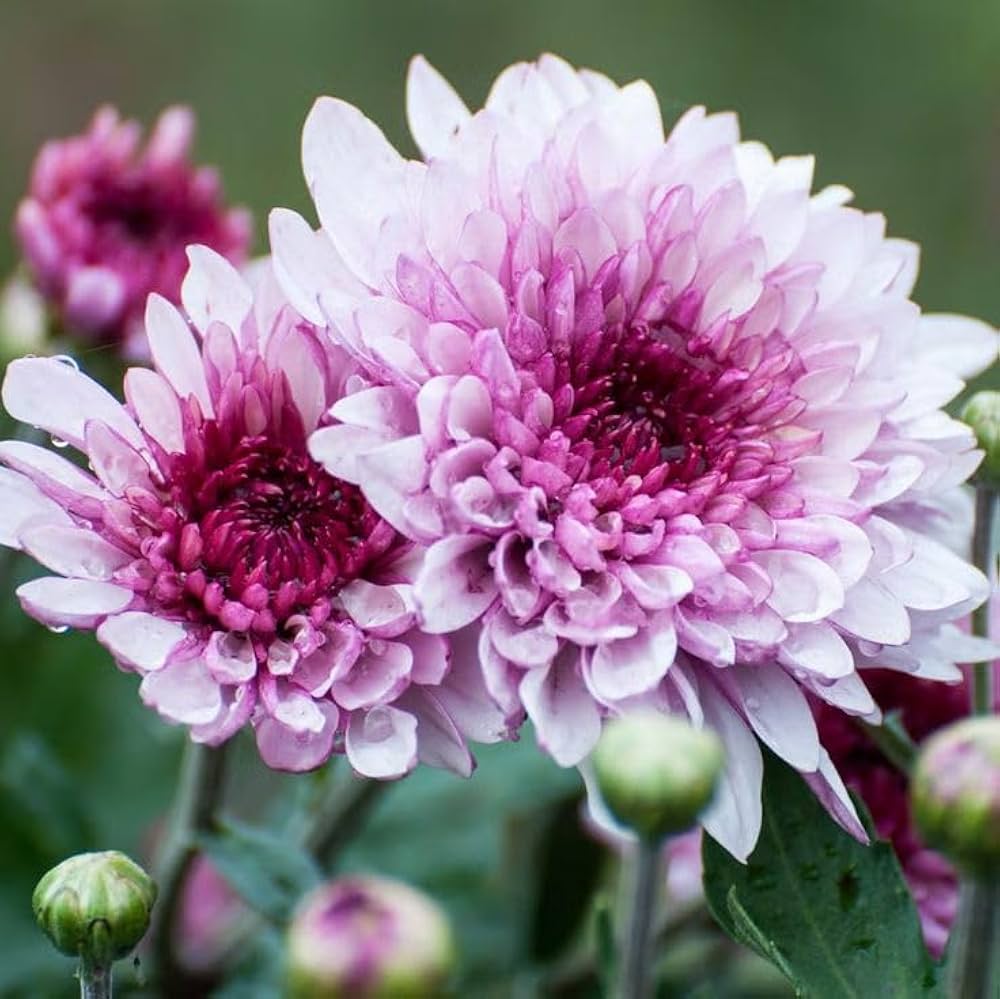 Light Pink Chrysanthemum Flower seeds for Planting Vibrant Colors, Heirloom & GMO Free Seeds for Home Garden vegetable and garden seeds