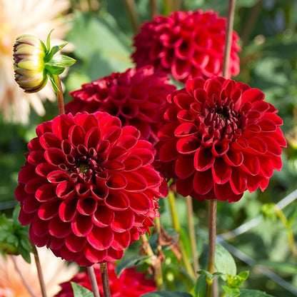 Dahlia Flower seeds for Planting Sun Loving Heirloom & GMO Free Seeds for Home Garden