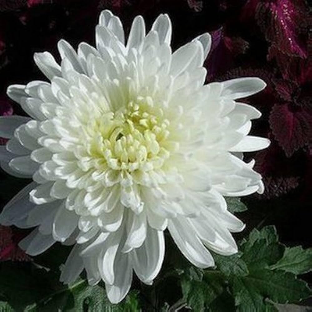 Chrysanthemum White Flower seeds for Planting Premium Quality, Heirloom & GMO Free Seeds for Home Garden vegetable and garden seeds