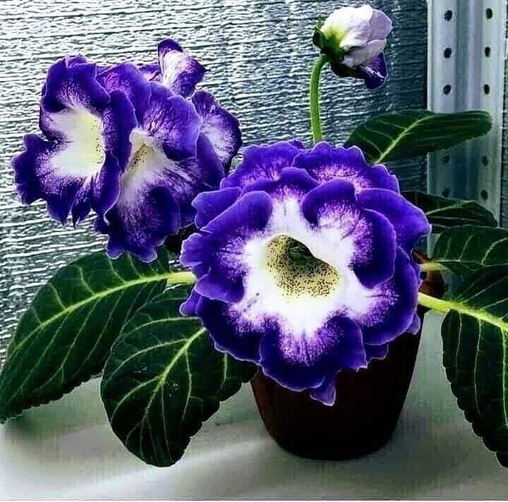 Purple White Gloxinia Flower Seeds for Planting Compact Growth Heirloom & GMO Free Seeds for Home Garden vegetable and garden seeds
