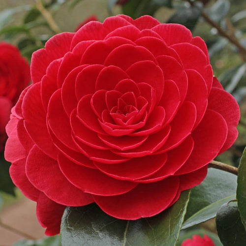 Premium Camellia Japonica Flower seeds for Planting Wildflower Mix, Heirloom & GMO Free Seeds for Home Garden seeds