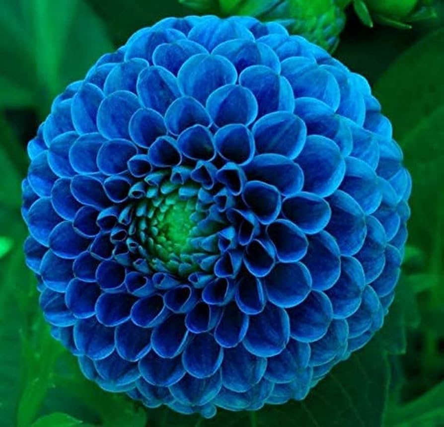 Blue Pompon Dahlia Flower seeds for Planting Shade Tolerant, Heirloom & GMO Free Seeds for Home Garden vegetable and garden seeds