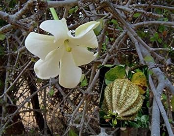 White Volkensii Flower seeds for Planting Cut Flower Favorite, Heirloom & GMO Free Seeds for Home Garden seeds for planting