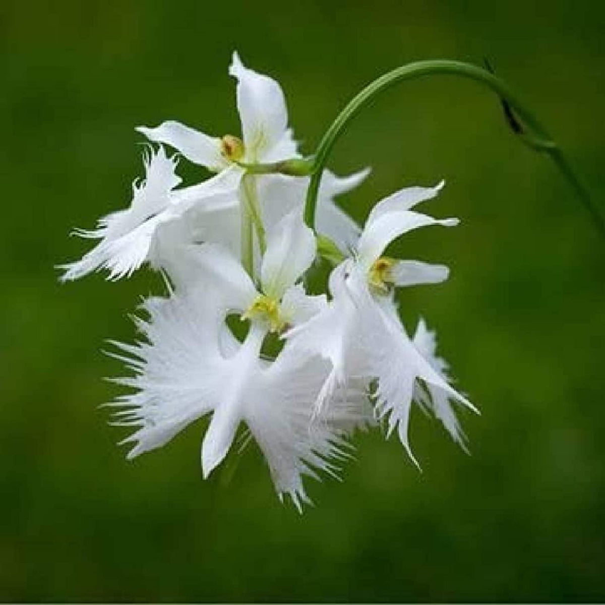 Egret Orchid Flower seeds for Planting Garden Favorite, Heirloom & GMO Free Seeds for Home Garden seeds for planting