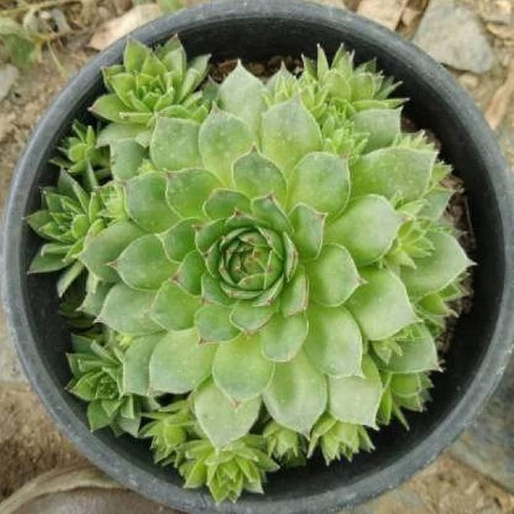 High quality Hens and Chicks Flower seeds for Planting Sun Loving, Heirloom & GMO Free Seeds for Home Garden seeds pack