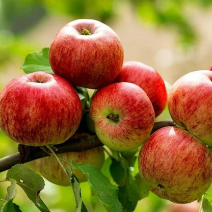 Mixed Apple Fruit Seeds for Planting - Grow Your Own Apple Trees - Evergrowseeds
