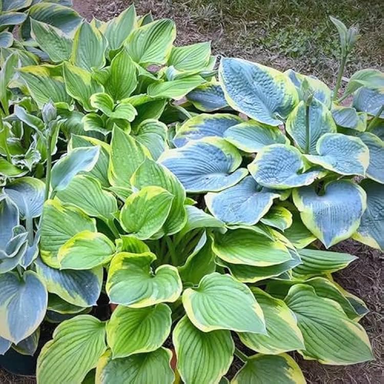 Hosta Flower seeds for Planting - Drought Tolerant, Heirloom & GMO Free Seeds for Home Garden