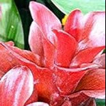 High quality Red Curcuma Aeruginosa Flower seeds for Planting Hardy Variety, Heirloom & GMO Free Seeds for Home Garden seeds pack