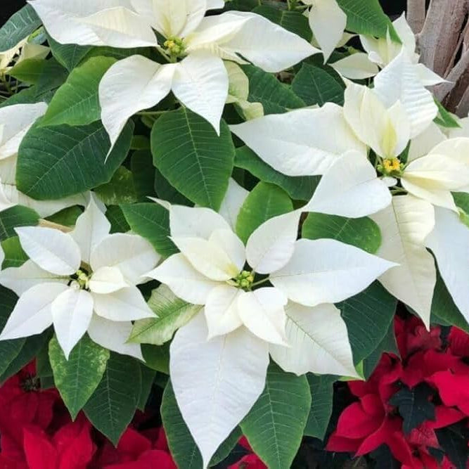 High quality White Poinsettia Flower seeds for Planting Hardy Variety, Heirloom & GMO Free Seeds for Home Garden seeds pack