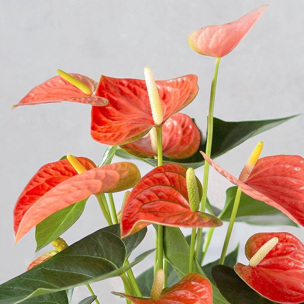 Anthurium Orange Blue Flower seeds for Planting - Pollinator Friendly, Heirloom & GMO Free Seeds for Home Garden