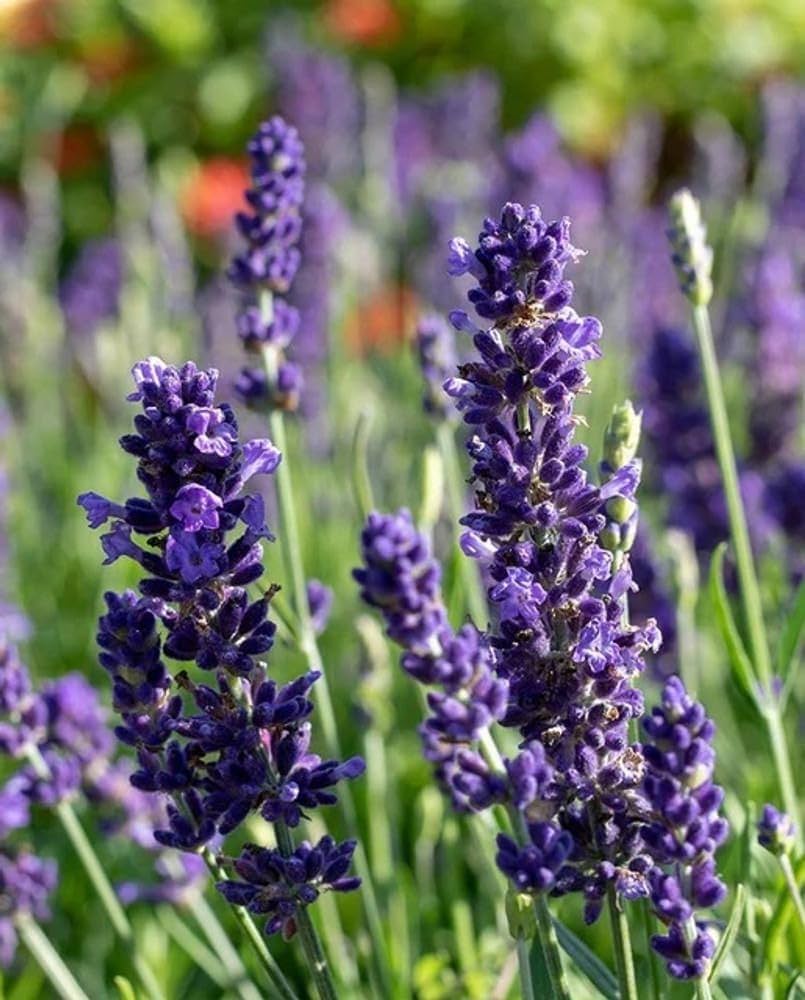 Premium Violet Lavender Flower seeds for Planting Bright Blooms, Heirloom & GMO Free Seeds for Home Garden seeds