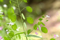 Lunaria Flower seeds for Planting Sun Loving, Heirloom & GMO Free Seeds for Home Garden seeds for planting