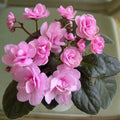 African Violet Flower Seeds Light Pink Flower seeds for Planting Colorful Display, Heirloom & GMO Free Seeds for Home Garden seeds for planting