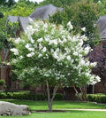 Pink Crape Myrtle Flower seeds for Planting Colorful Display, Heirloom & GMO Free Seeds for Home Garden seeds for planting