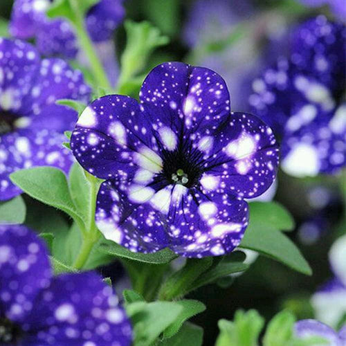 Blue & White Petunia Flower seeds for Planting Premium Quality, Heirloom & GMO Free Seeds for Home Garden seeds for planting