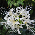 White Lycoris Flower seeds for Planting Cut Flower Favorite, Heirloom & GMO Free Seeds for Home Garden seeds for planting
