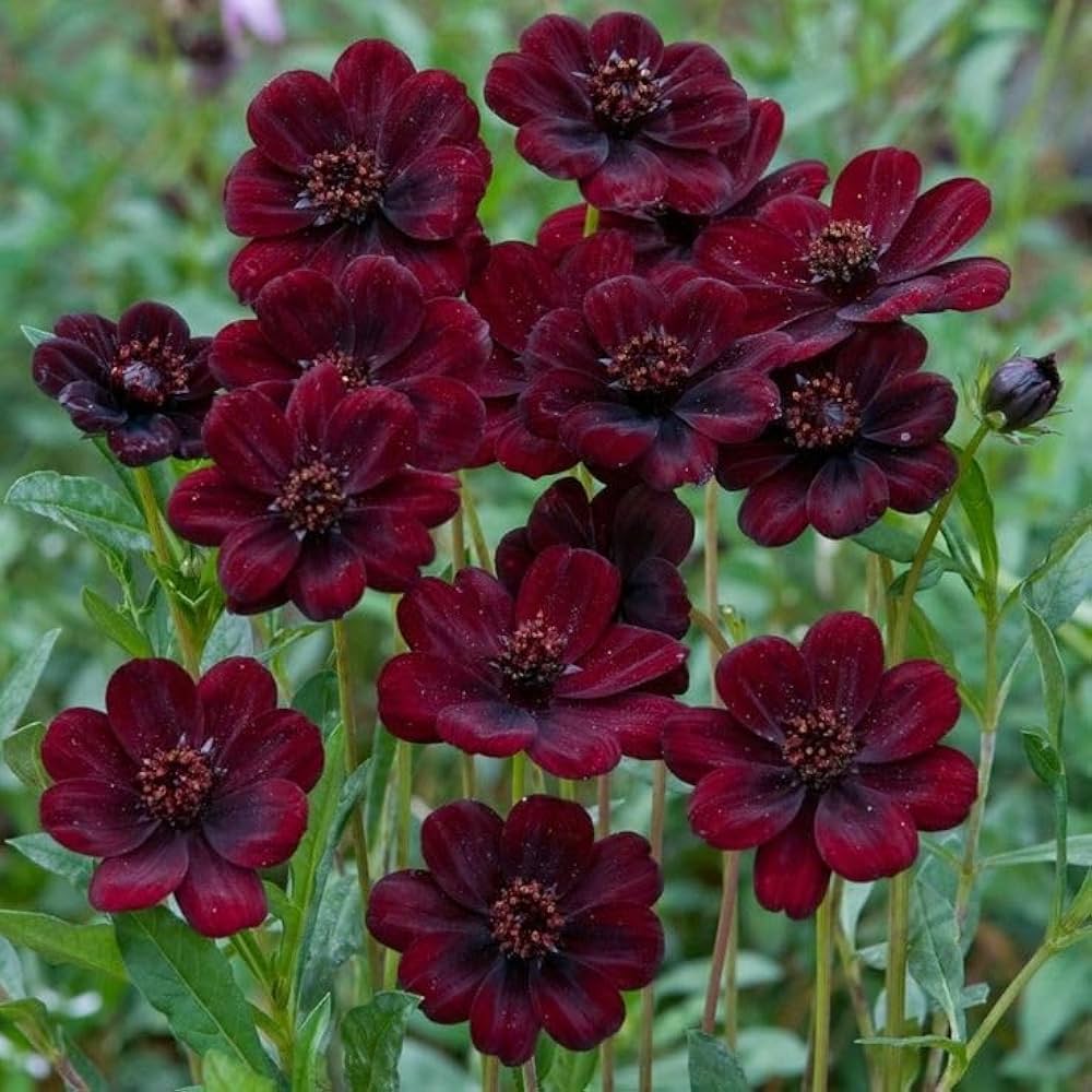 Dichondra Cosmos Flower seeds for Planting Hardy Variety, Heirloom & GMO Free Seeds for Home Garden vegetable and garden seeds