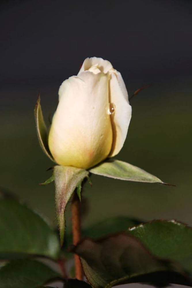 Cream Dragon Rose Flower seeds for Planting Shade Tolerant, Heirloom & GMO Free Seeds for Home Garden seeds for planting