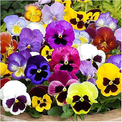 Pansy Flower seeds for Planting Bright Blooms Heirloom & GMO Free Seeds for Home Garden