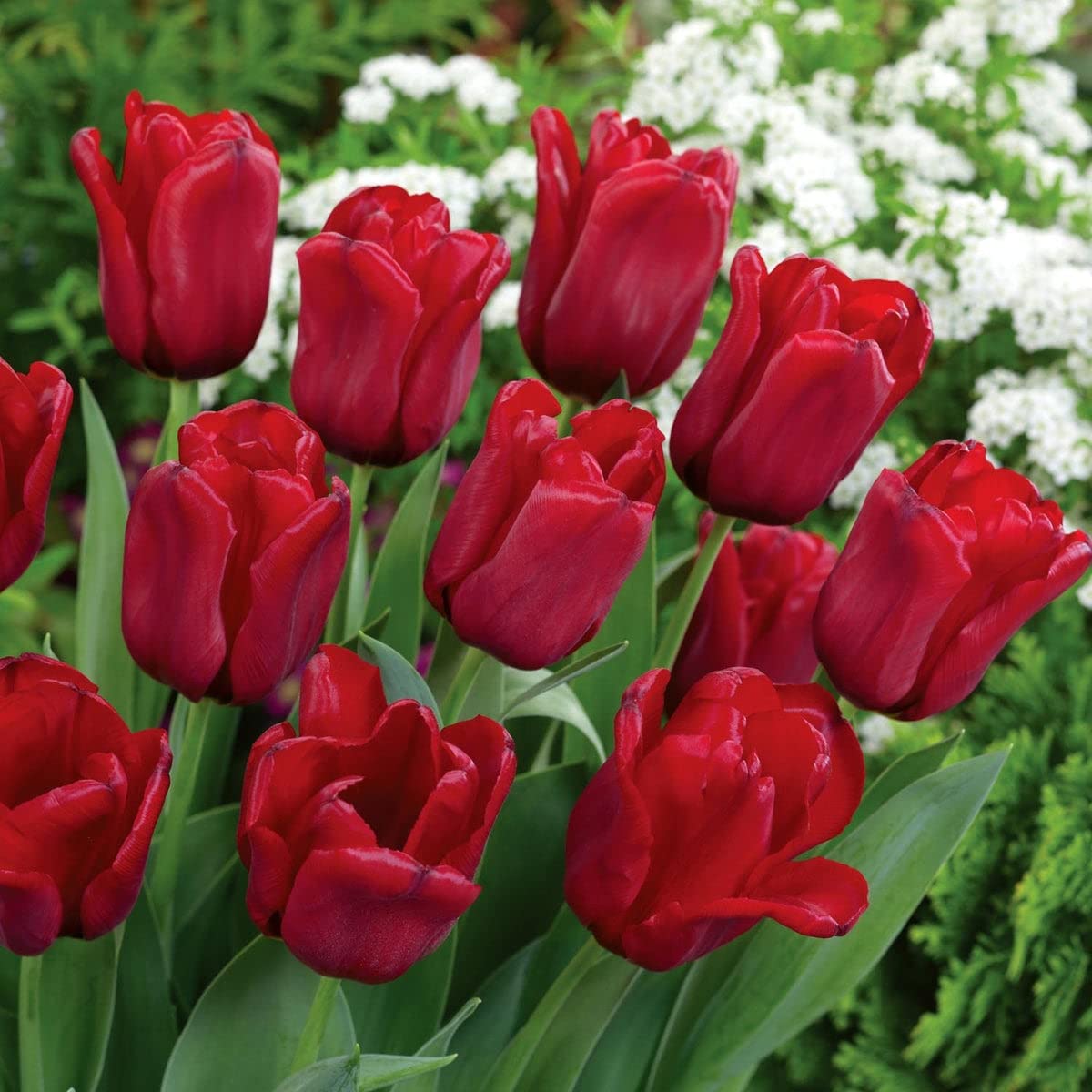 Maroon Tulip Flower seeds for Planting Easy to Grow Heirloom & GMO Free Seeds for Home Garden