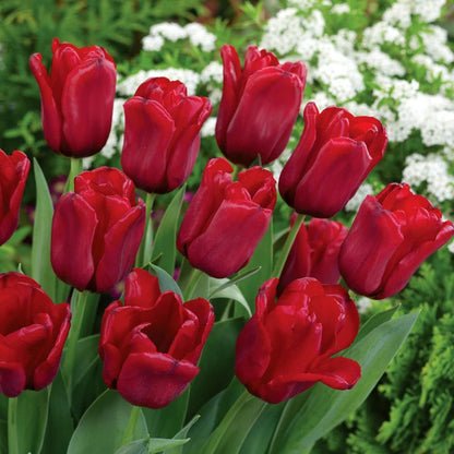 Maroon Tulip Flower seeds for Planting Easy to Grow Heirloom & GMO Free Seeds for Home Garden