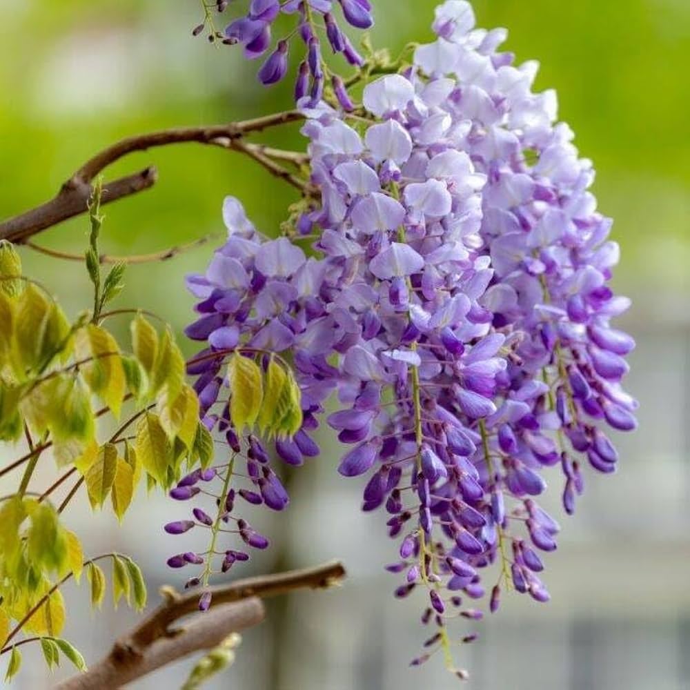 Wisteria Purple Flower seeds for Planting Long Bloom Season, Heirloom & GMO Free Seeds for Home Garden vegetable and garden seeds