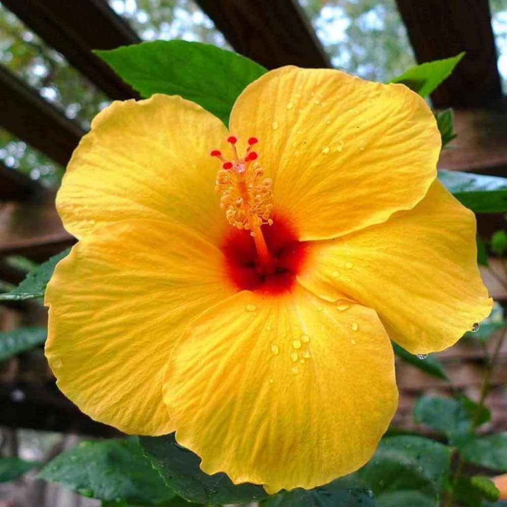 Premium Hibiscus Light Yellow Flower seeds for Planting Bright Blooms, Heirloom & GMO Free Seeds for Home Garden seeds