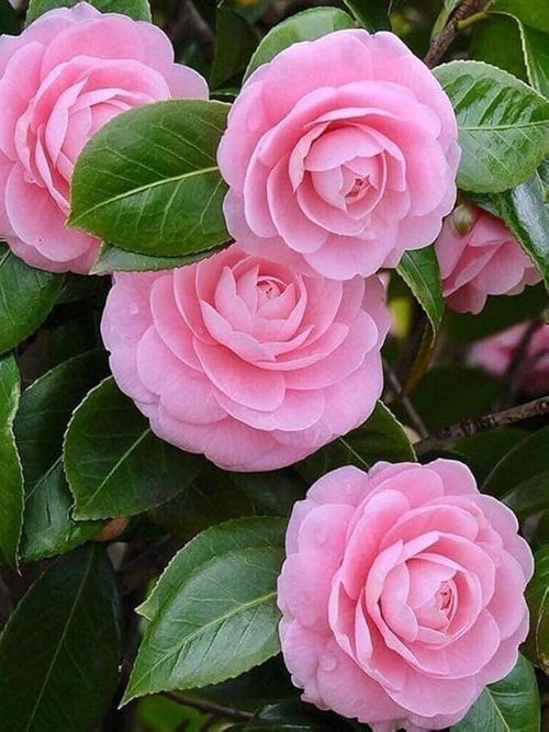 Premium Camellia Japonica Flower seeds for Planting Fragrant Blossoms, Heirloom & GMO Free Seeds for Home Garden seeds