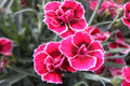 Dianthus Flower seeds for Planting Low Maintenance, Heirloom & GMO Free Seeds for Home Garden seeds for planting