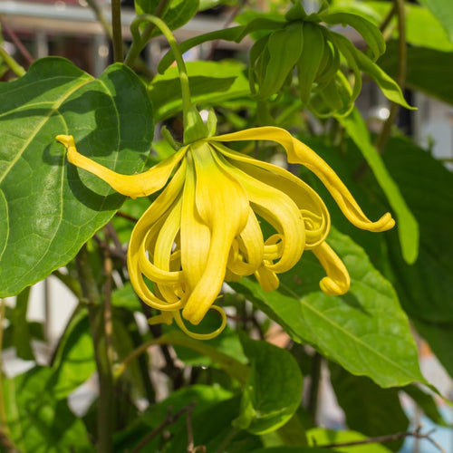 Cananga Odorata Flower seeds for Planting Bright Blooms, Heirloom & GMO Free Seeds for Home Garden seeds for planting