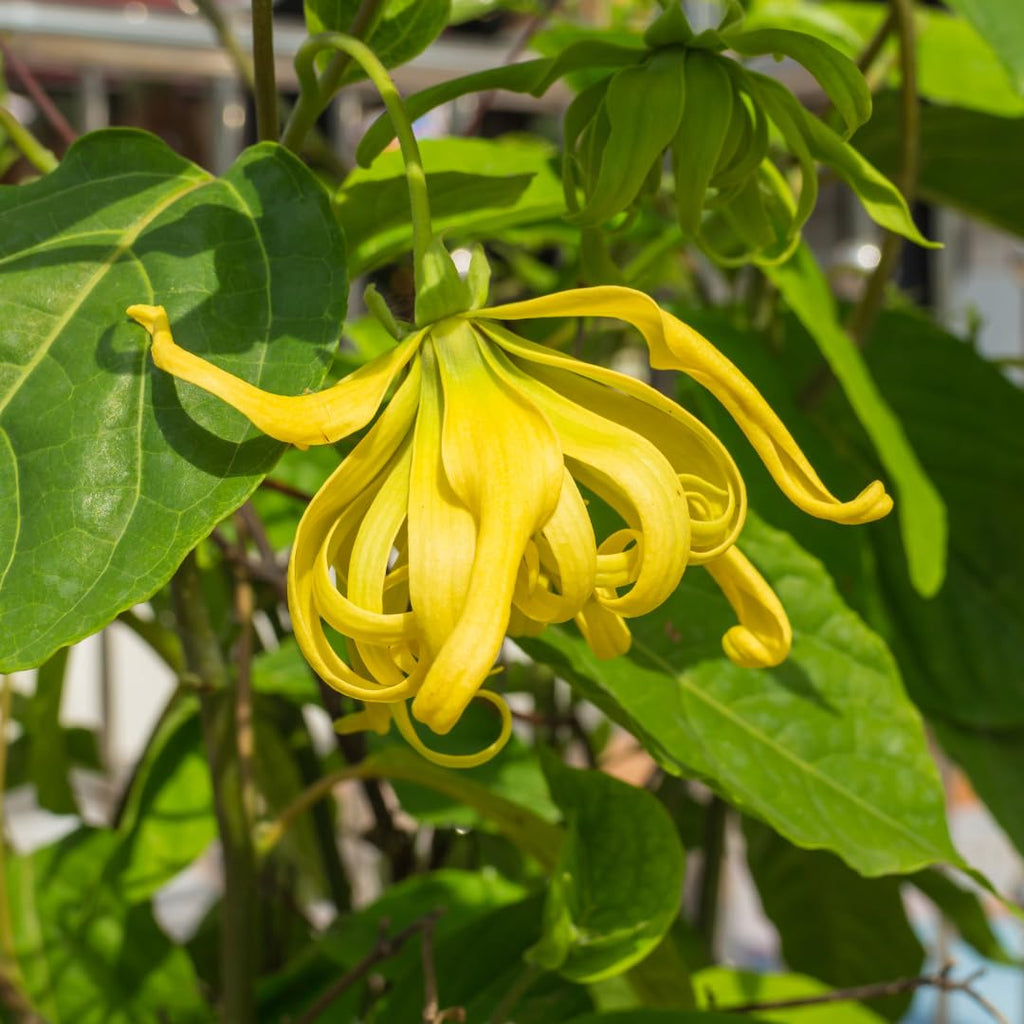 Odorata Flower seeds for Planting Cut Flower Favorite, Heirloom & GMO Free Seeds for Home Garden Sale seeds for planting