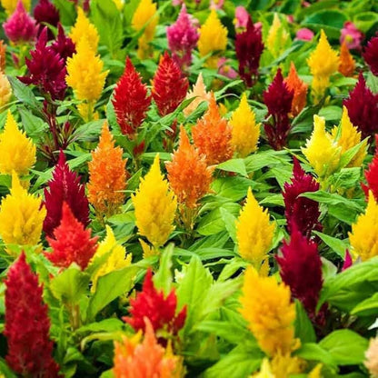Pampas Flower seeds for Planting - Colorful Display, Heirloom & GMO Free Seeds for Home Garden