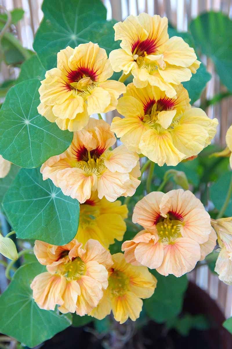 Yellow (Yellow Peach) seeds for planting in home garden