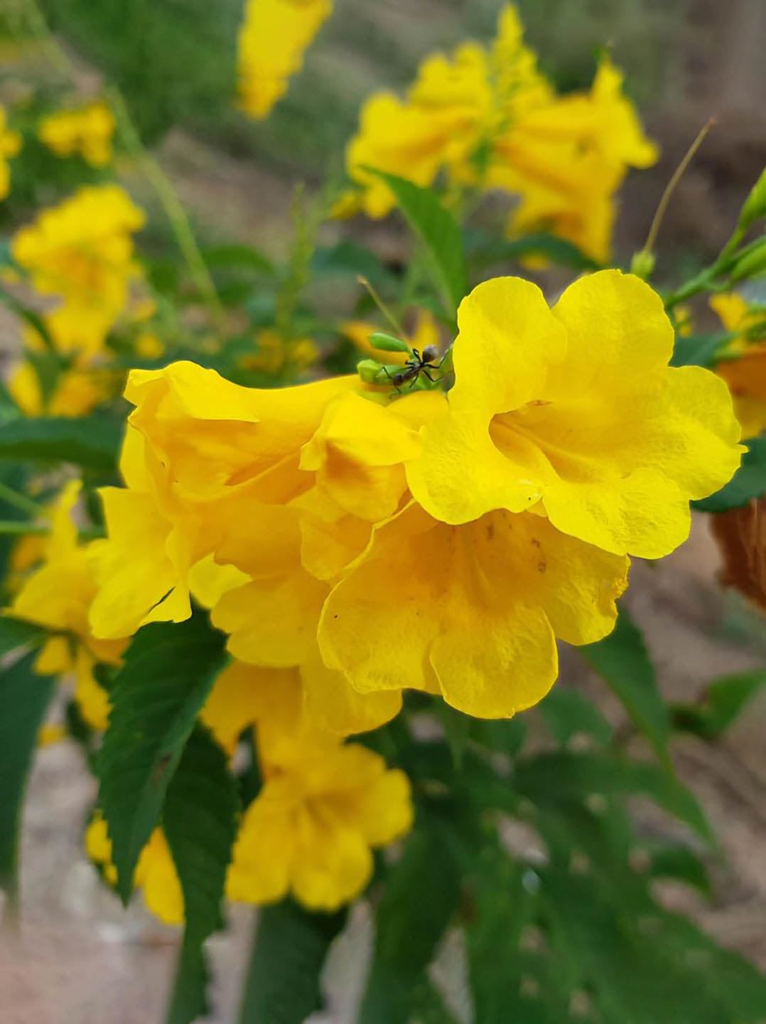 Yellow Cape Honeysuckle Flower seeds for Planting Colorful Display, Heirloom & GMO Free Seeds for Home Garden vegetable and garden seeds