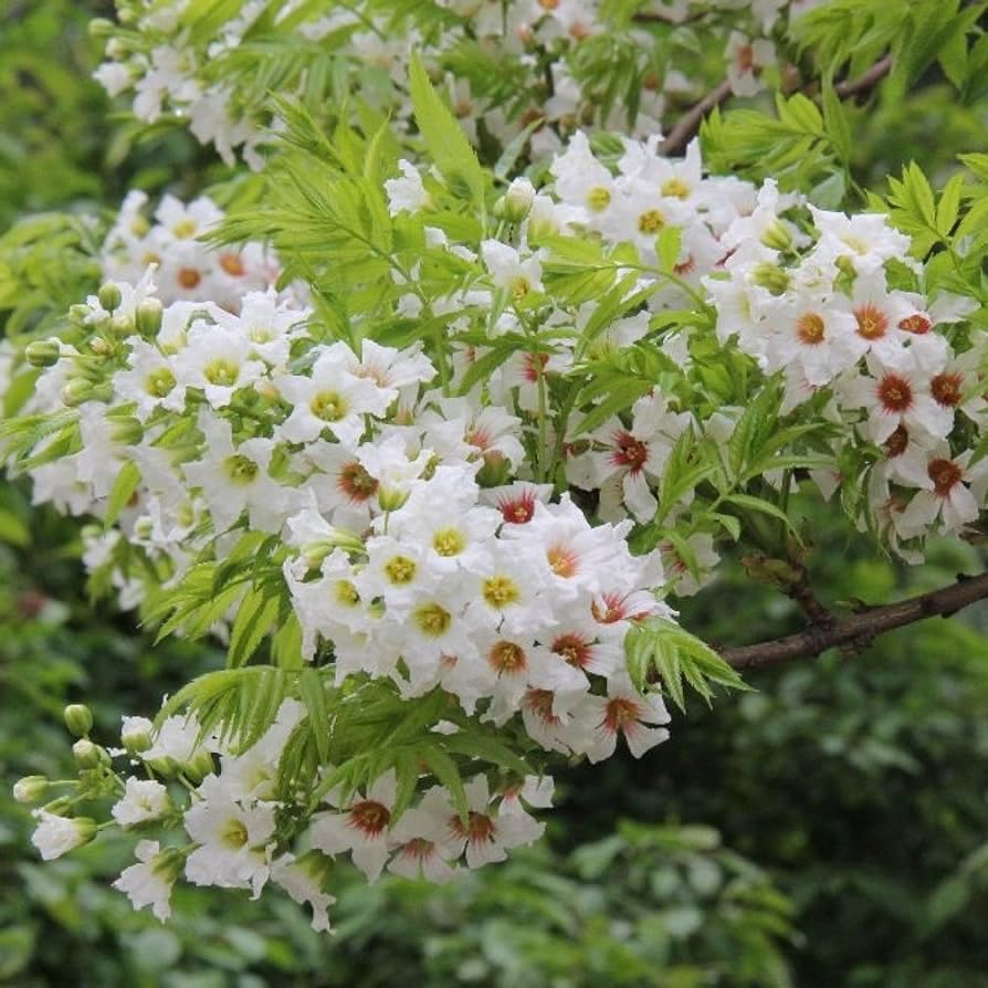 Xanthoceras Sorbifolium Flower seeds for Planting Cut Flower Favorite Heirloom & GMO Free Seeds for Home Garden