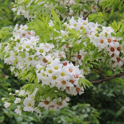 Xanthoceras Sorbifolium Flower seeds for Planting Cut Flower Favorite Heirloom & GMO Free Seeds for Home Garden