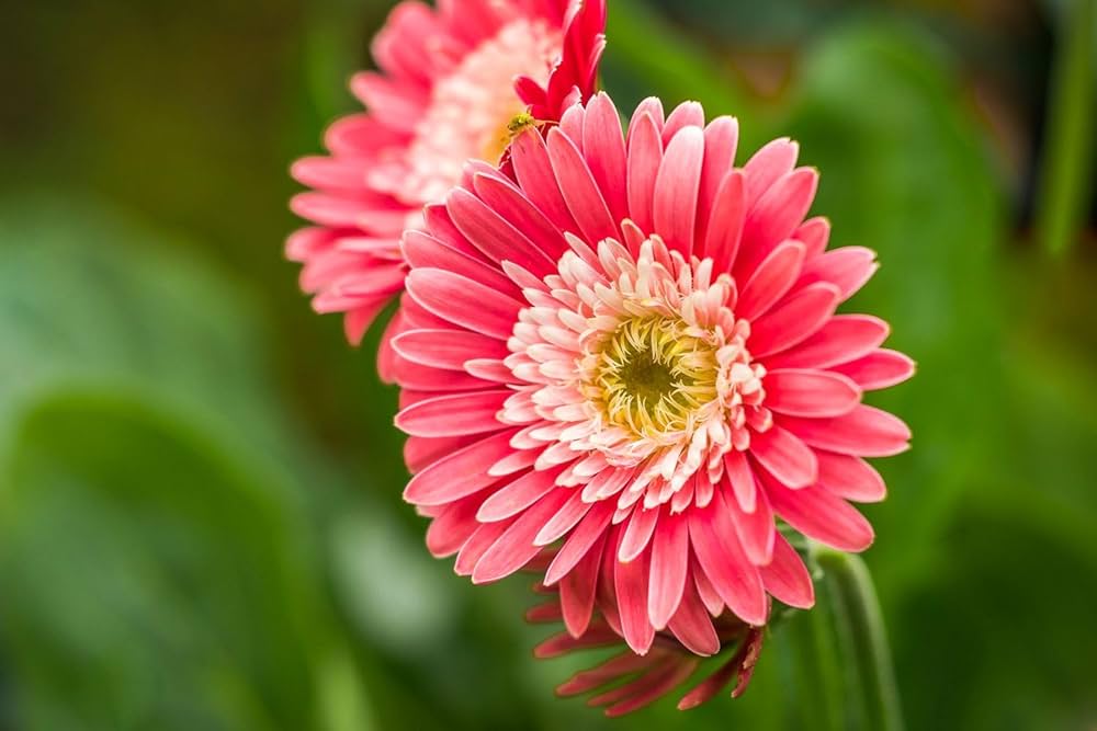Premium Gerbera Flower seeds for Planting Premium Quality, Heirloom & GMO Free Seeds for Home Garden seeds
