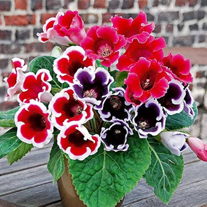 Gloxinia Flower seeds for Planting Vibrant Colors Heirloom & GMO Free Seeds for Home Garden