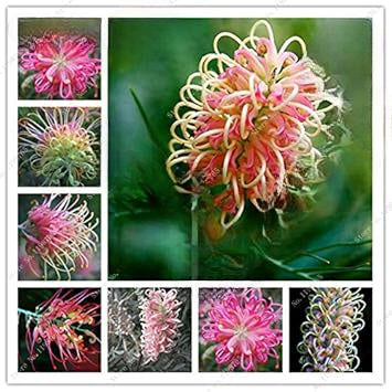 Mixed Grevillea Flower seeds for Planting Sun Loving, Heirloom & GMO Free Seeds for Home Garden vegetable and garden seeds