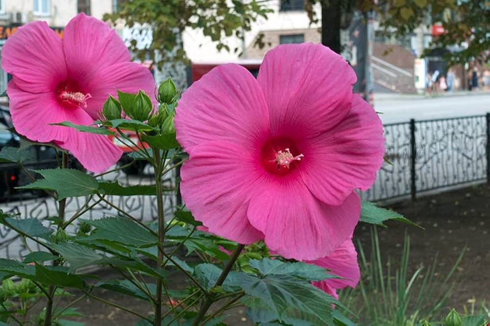 Giant Hibiscus Flower seeds for Planting Colorful Display Heirloom & GMO Free Seeds for Home Garden