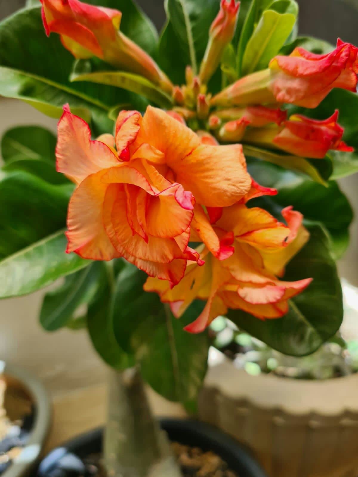 Premium Orange Adenium Flower seeds for Planting Seasonal Bloomer, Heirloom & GMO Free Seeds for Home Garden seeds
